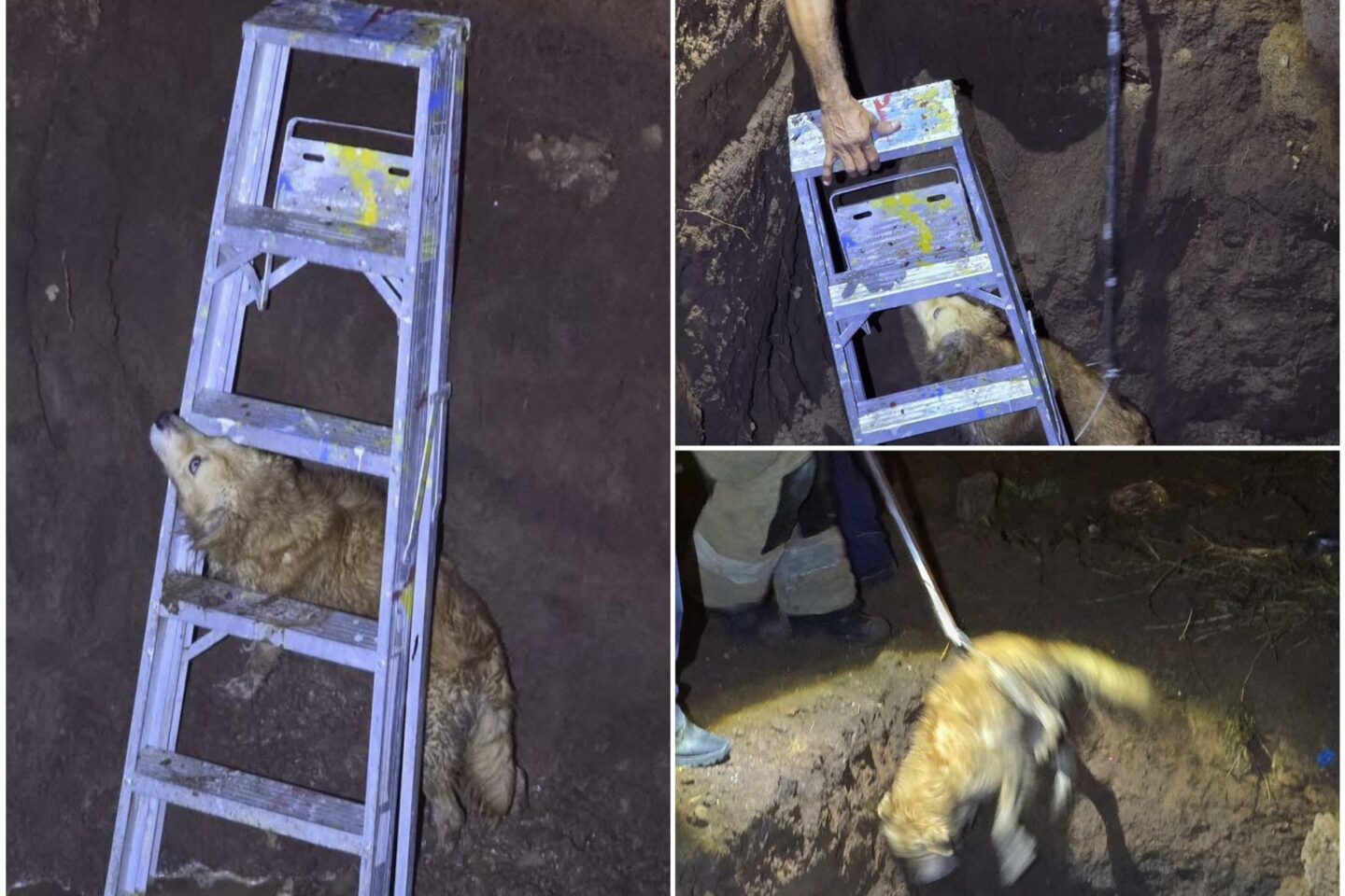 Bomberos de Tepic rescatan a perrito atrapado 🐶