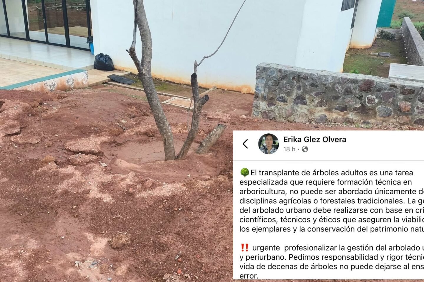 Alertan muerte inminente de árboles trasplantados en Tepic